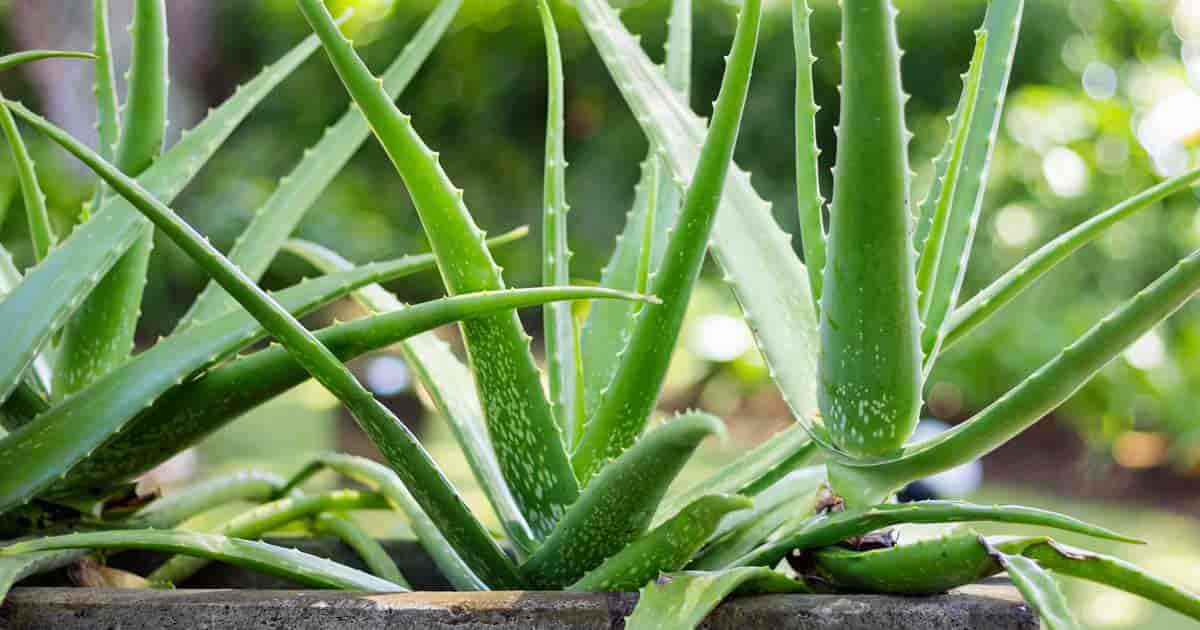 Image result for aloe plant