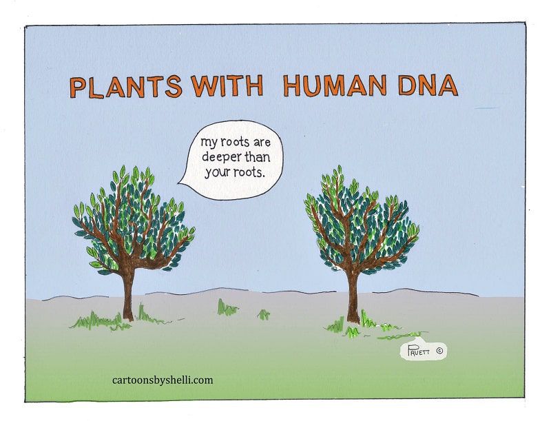 One plant telling another that their roots are deeper - Plants with human DNA