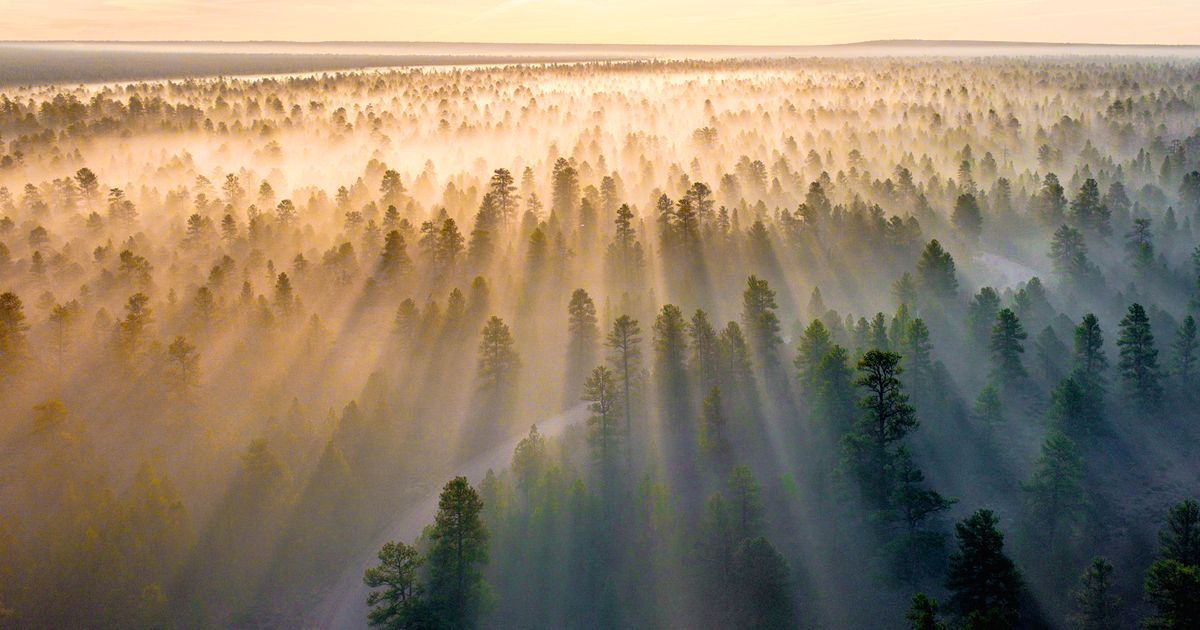 Kampf um jeden Stamm: Wie Menschen weltweit Bäume und Wälder retten