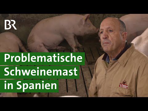 Schweinemast in Spanien: Frustrierte Landwirte, kaputte Umwelt | Unser Land | BR