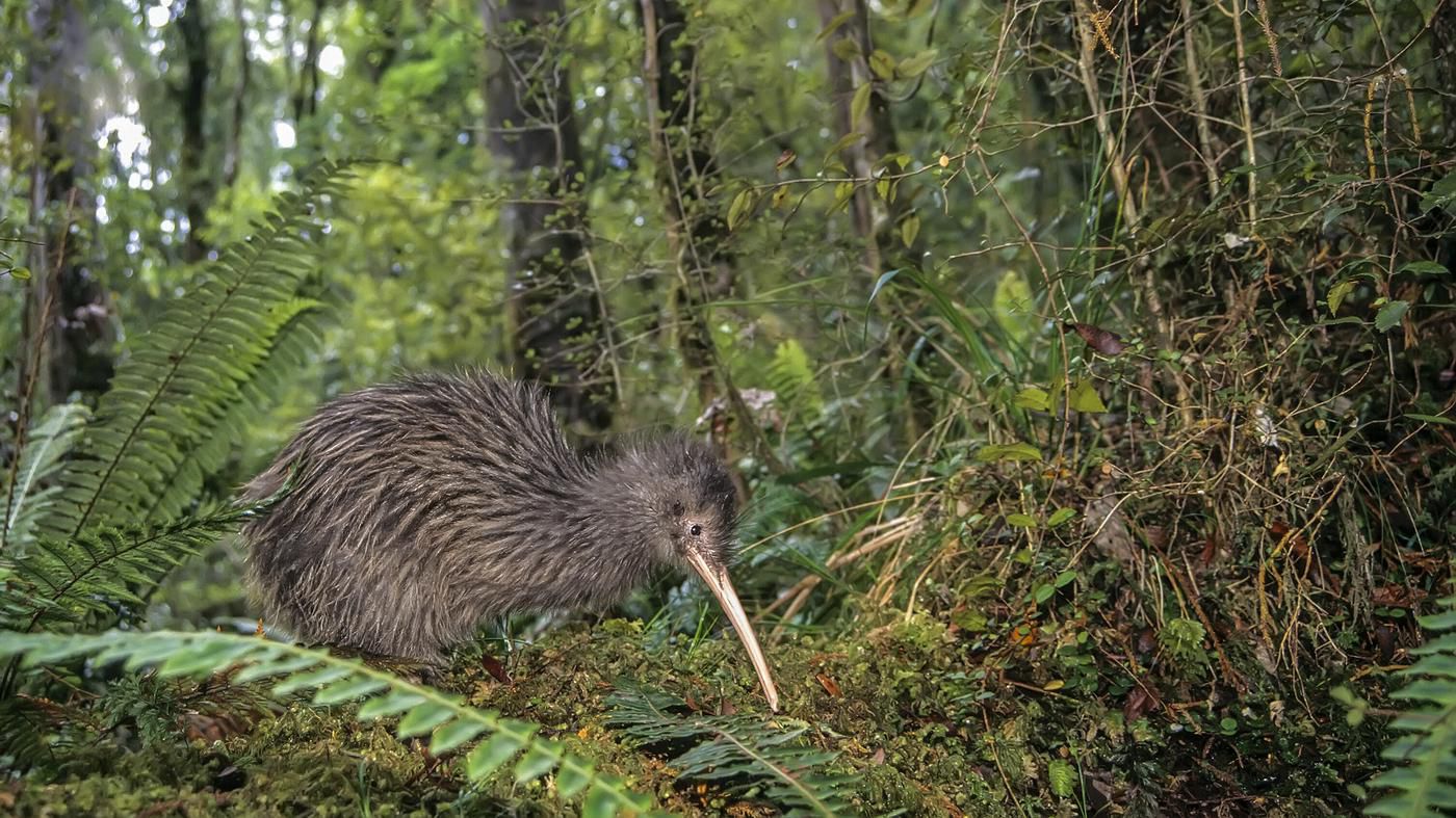 Erfolge im Artenschutz: Wieder mehr Kiwis in Neuseeland