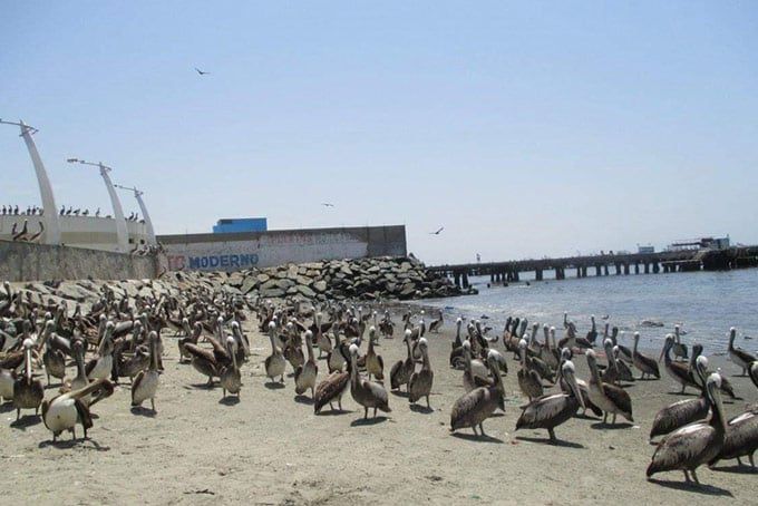 Pelicans Ferrol Bay