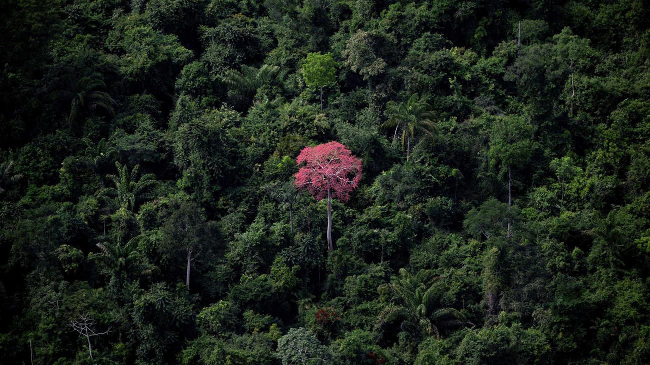 Amazonas: Bäume zählen reicht nicht