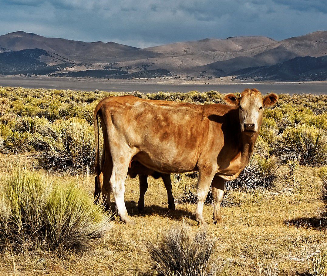 Kuhkultur: Cowboyhut, Rodeo, Veggieburger