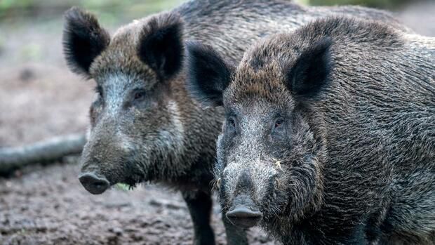 Wild- und Hausschweine: Afrikanische Schweinepest - Deutsche Bauern fürchten Milliardenverluste