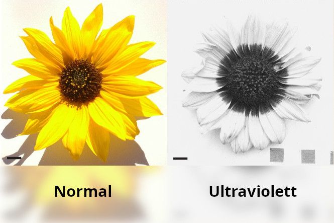 Flavonoide schützen Sonnenblumen vor UV-Strahlung und vor Austrocknung