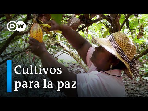 Coca legal y cacao en Colombia