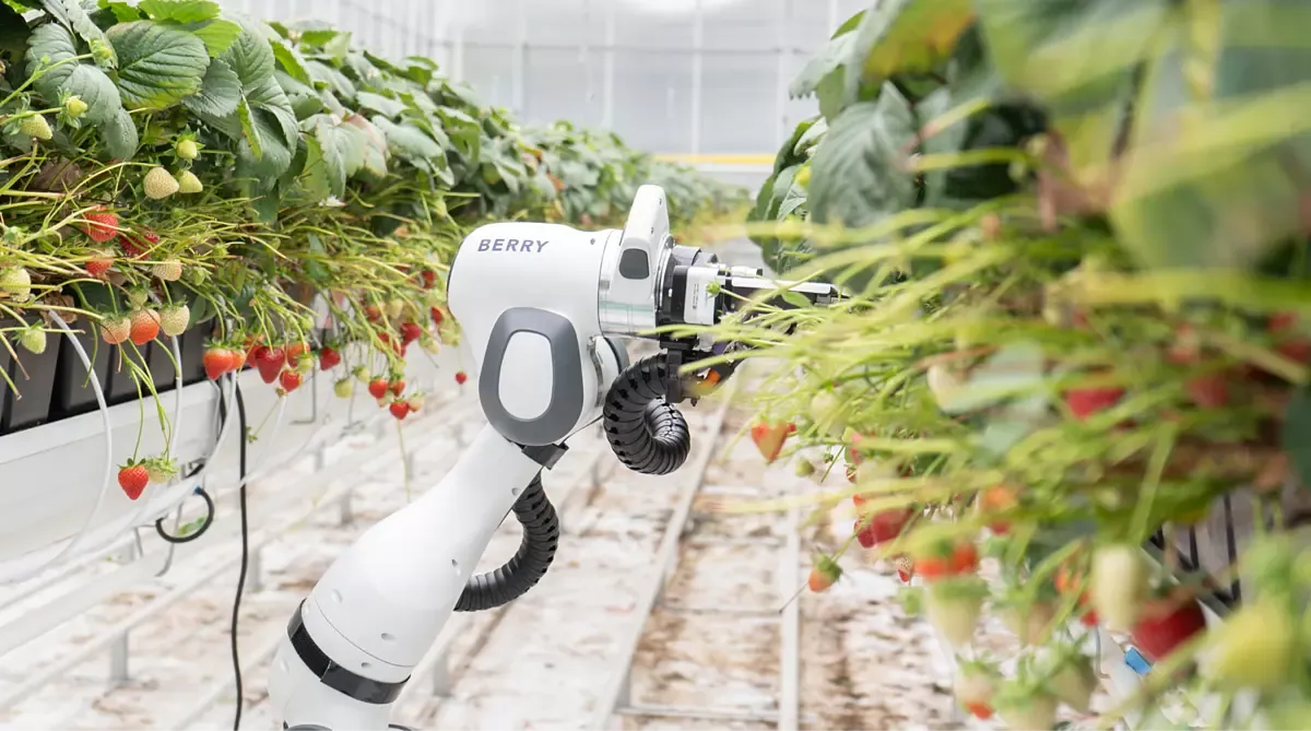 Roboter Berry erntet Erdbeeren! Ist das die Zukunft der Landwirtschaft?