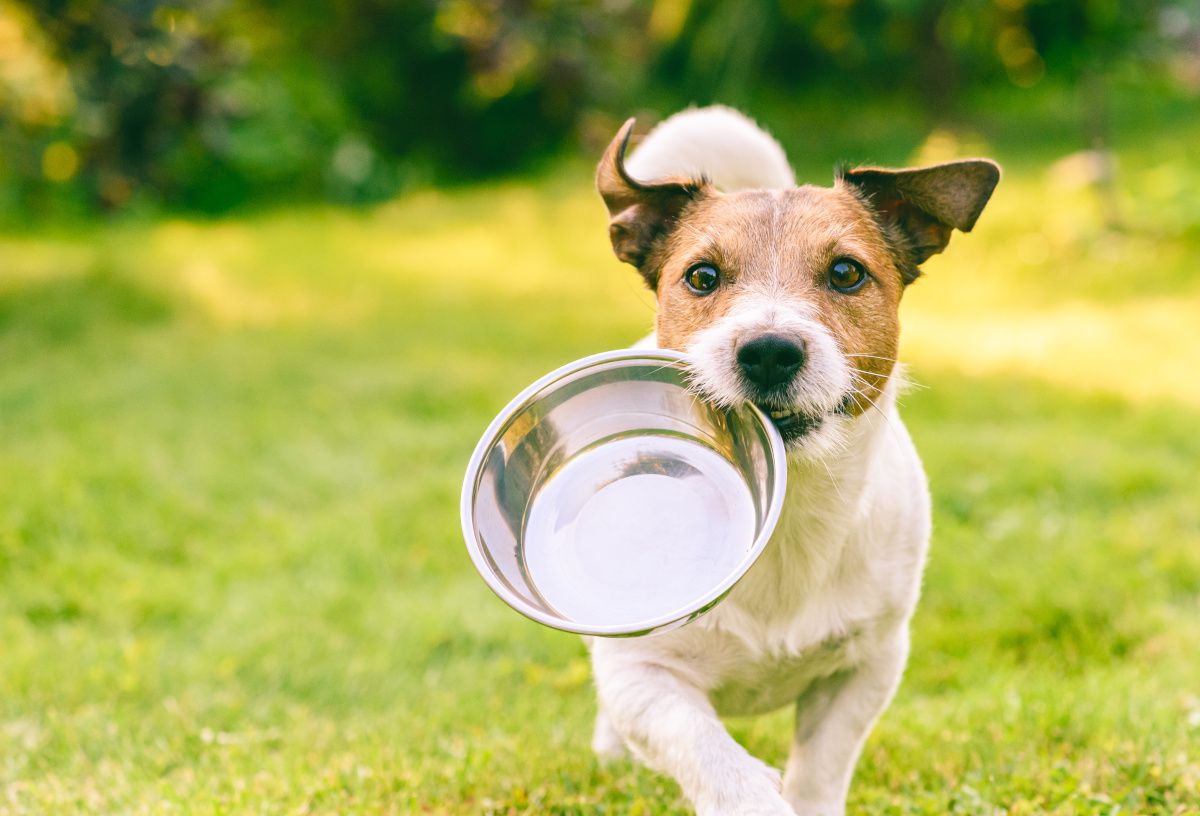 Artgerechtes Hundefutter: Optimale Ernährung für den Vierbeiner