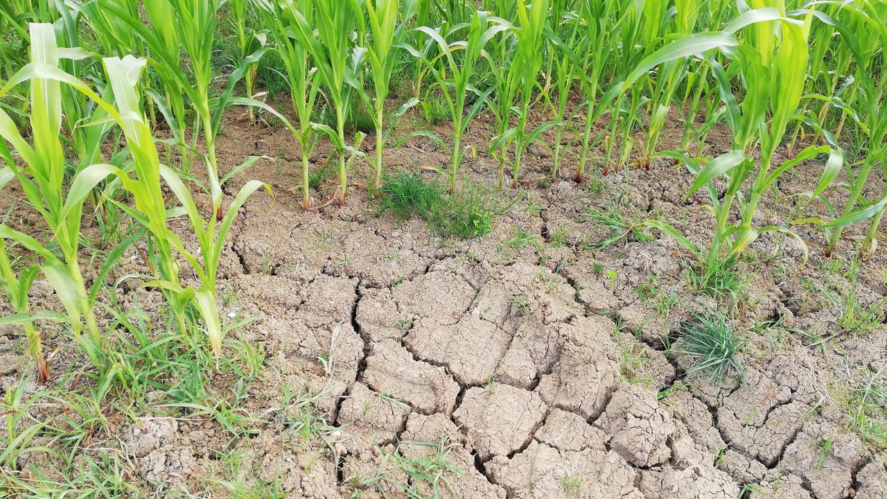 Landwirtschaft leidet unter Hitzewelle