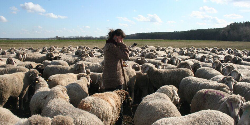 314 Schafe, 3 Böcke und 100 Lämmer: Schäferin mit dickem Fell