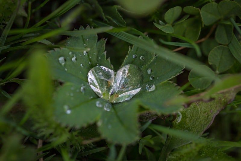 leaf seen through a heart-shaped drop of water