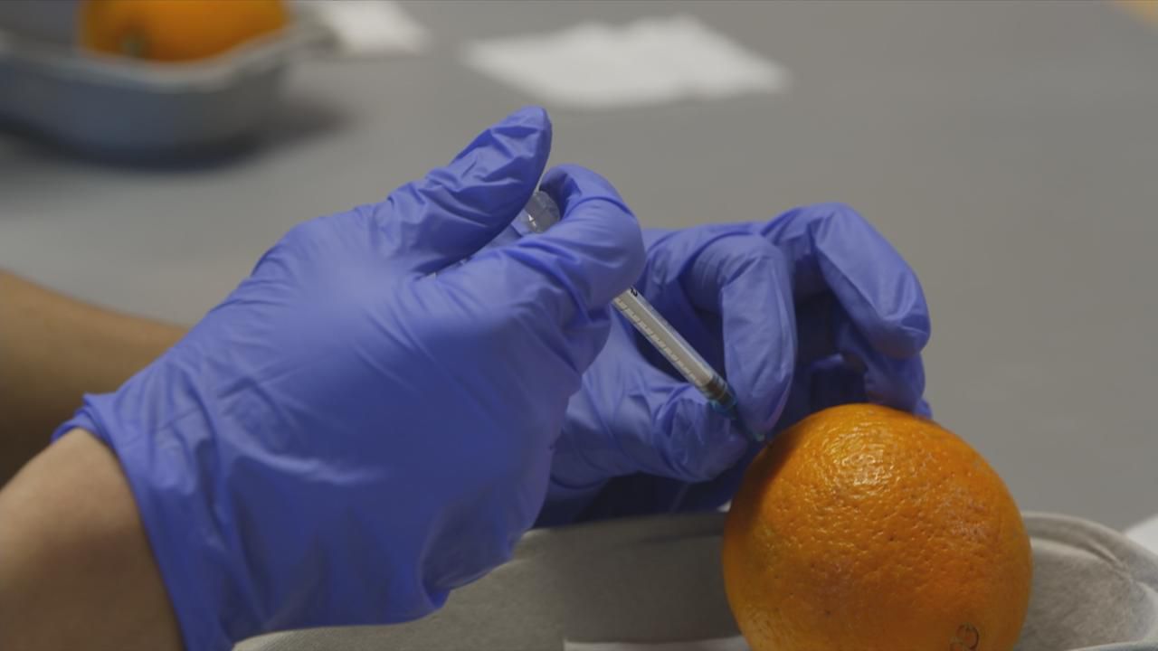 Impfen lernen an Apfelsinen in Dänemark