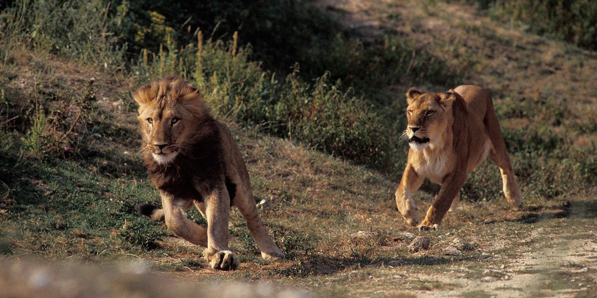 Handel mit exotischen Tieren - Löwen im Internet kaufen? Ein Blick in einen Milliardenmarkt