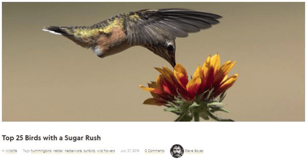 top-25-birds-with-a-sugar-rush
