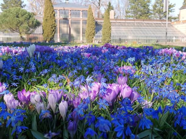 Wetterbilder im März: Blausterne im Botanischen Garten Karlsruhe